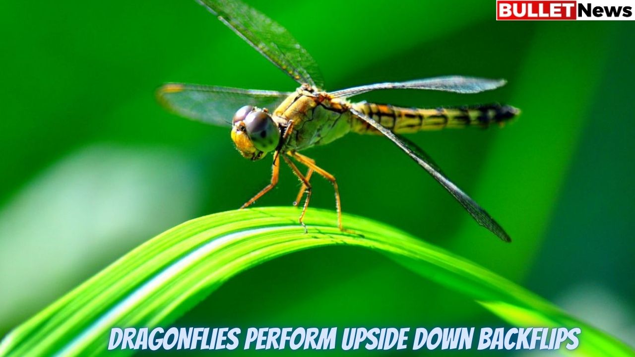 DRAGONFLIES perform upside down backflips