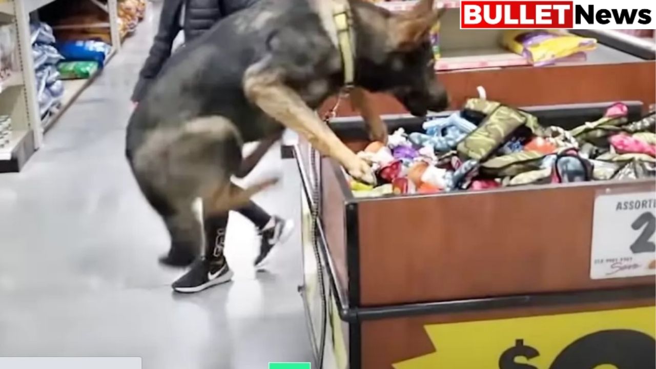 Excited German Shepherd Goes Overboard When Picking Out Her New Toy